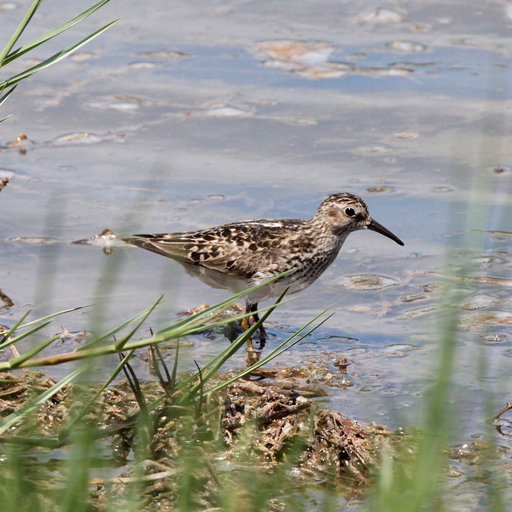Pectoral Sandpiper - ML28132431