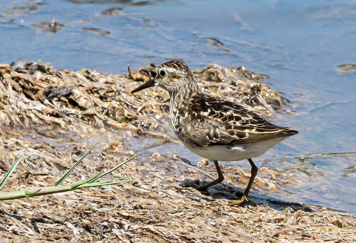Pectoral Sandpiper - ML28132461