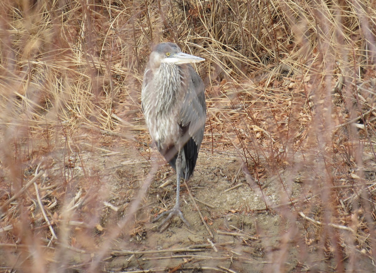 Great Blue Heron - Laurel Armstrong