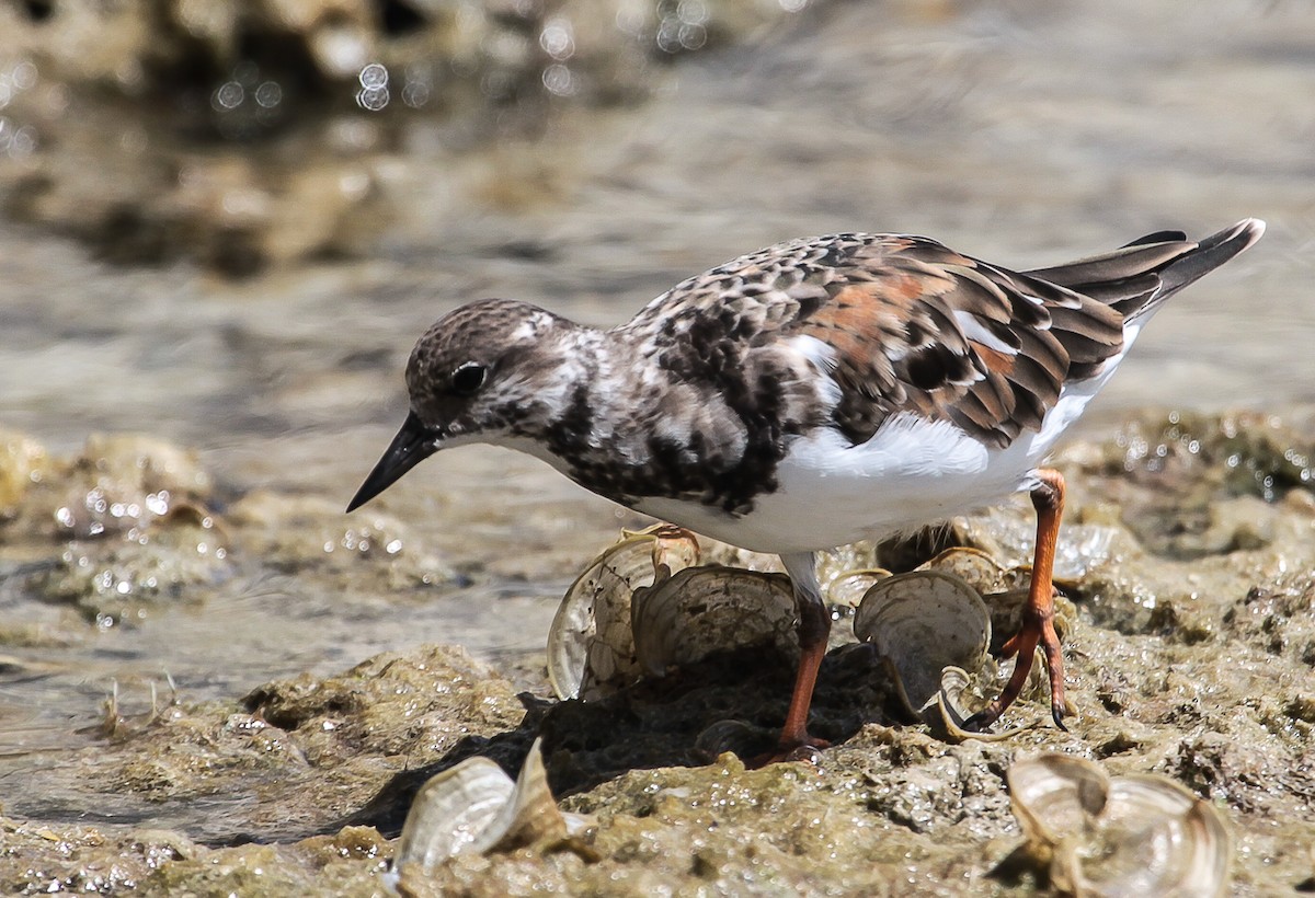 Ruddy Turnstone - ML28132761