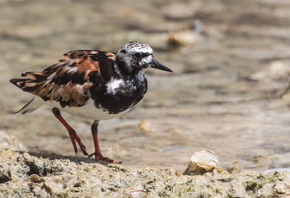 Ruddy Turnstone - ML28132811