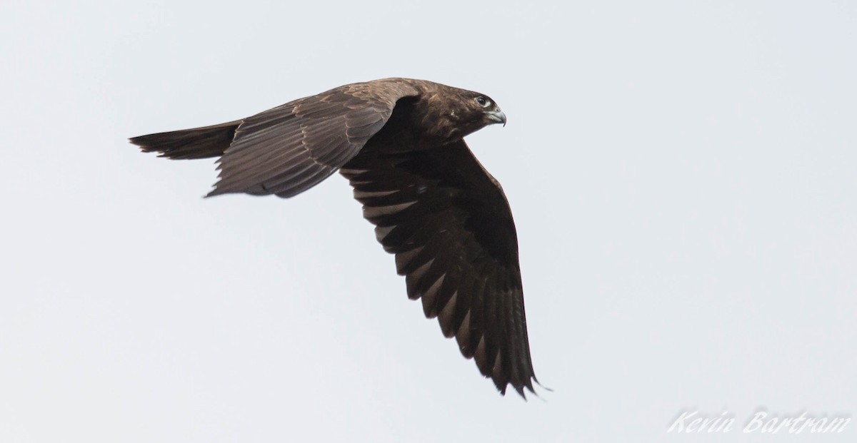 Black Falcon - Kevin Bartram