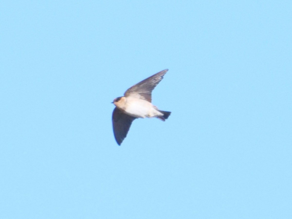 Cave Swallow - ML281329641
