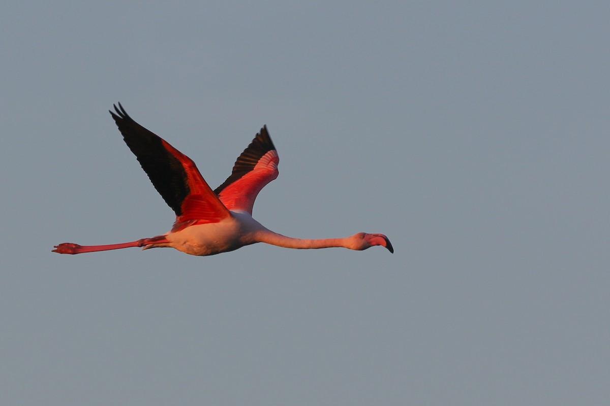 Greater Flamingo - Tomasz Wilk