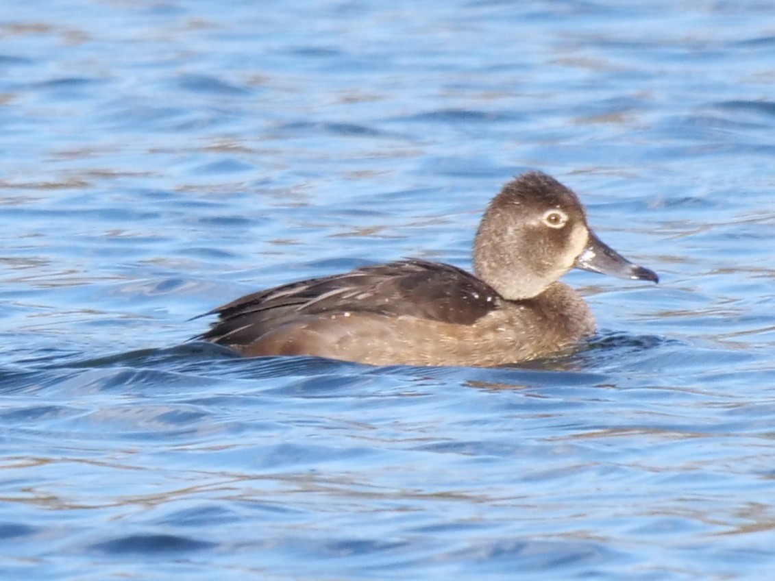 Ring-necked Duck - ML281330421