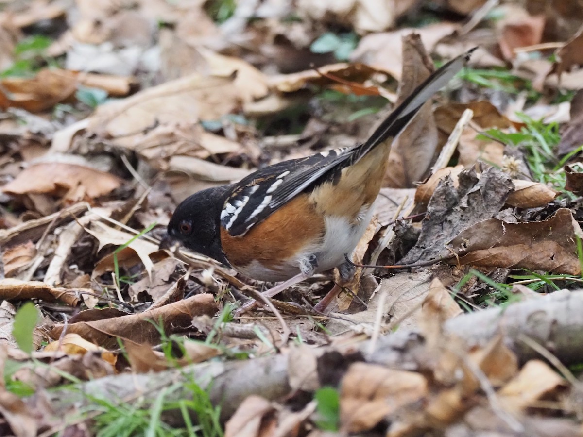 Spotted Towhee - ML281331501