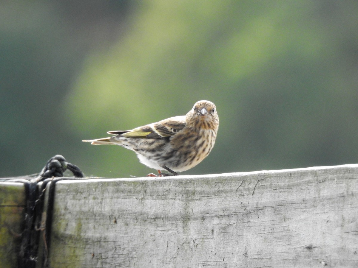 Pine Siskin - ML281331771