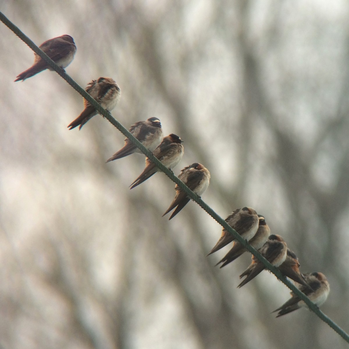 Cliff Swallow - ML28133231