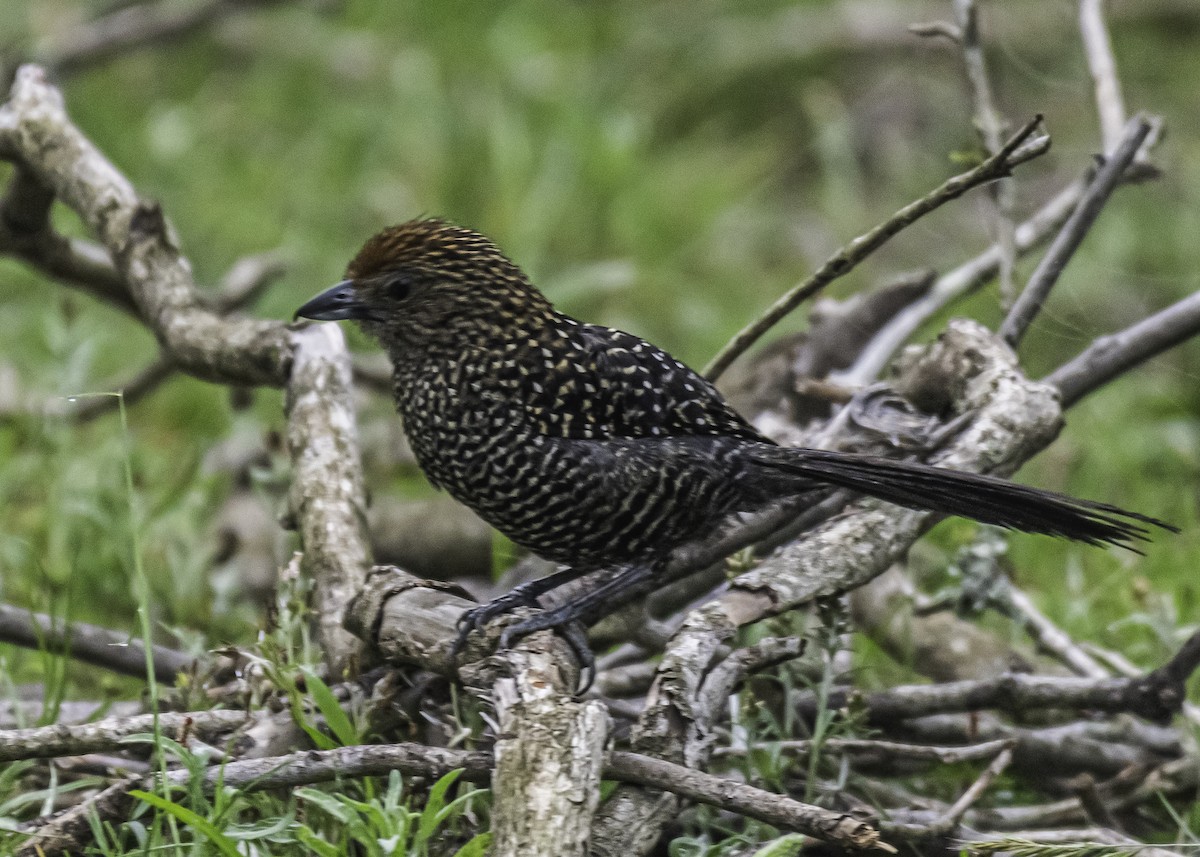 Large-tailed Antshrike - Amed Hernández