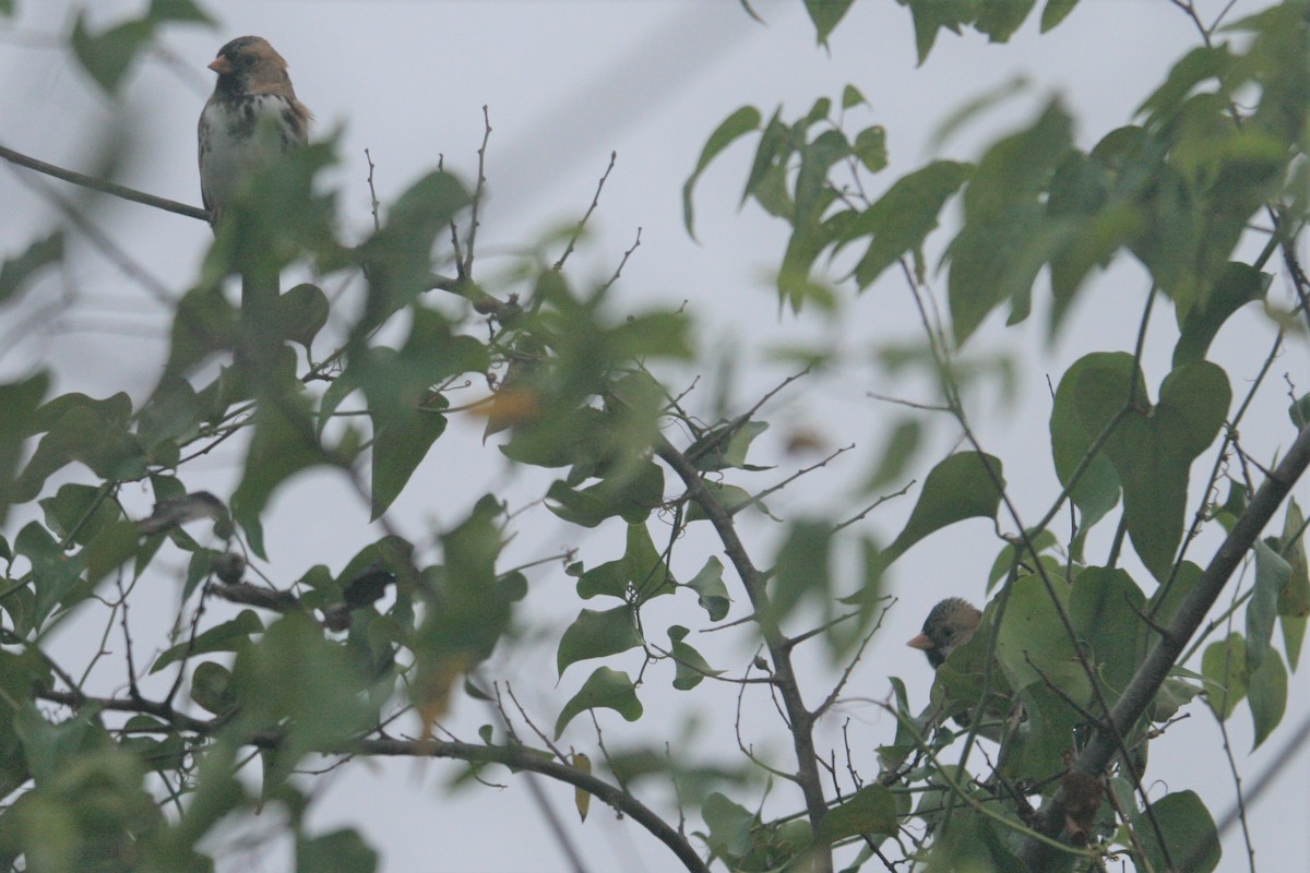 Harris's Sparrow - ML281333831