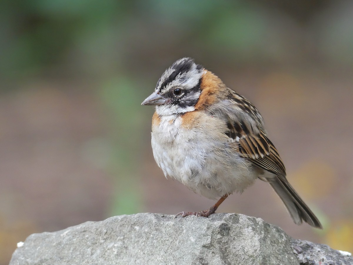 Rufous-collared Sparrow - ML281334241