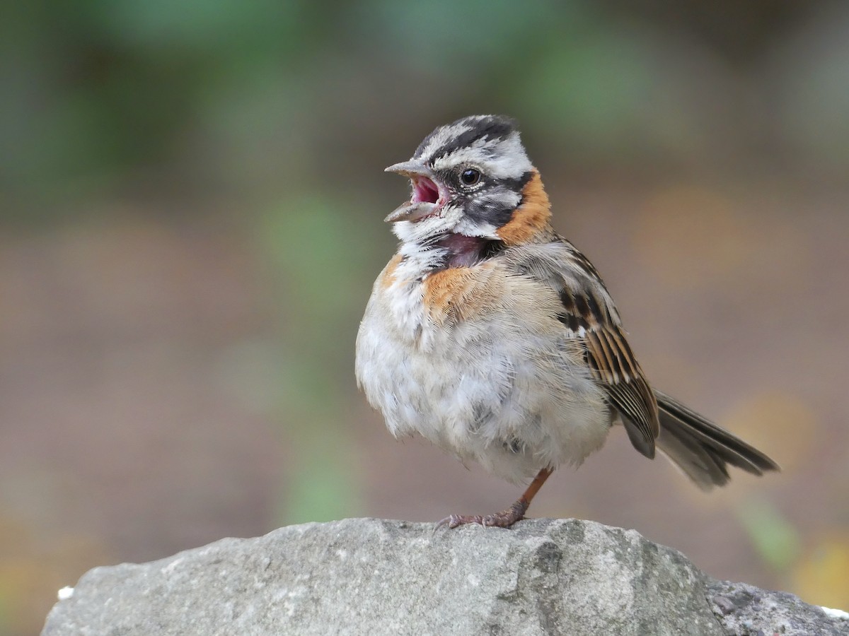 Rufous-collared Sparrow - ML281334281