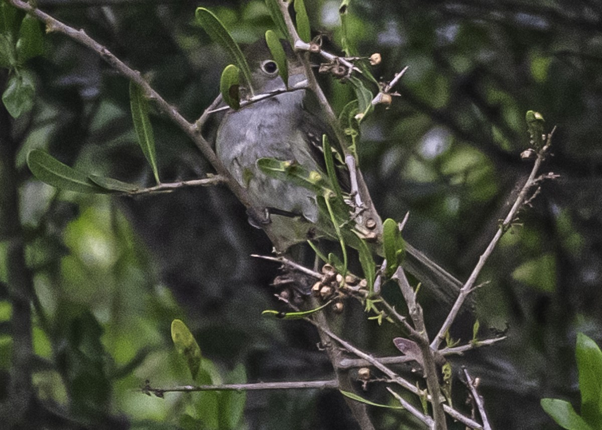 Small-billed Elaenia - ML281334391