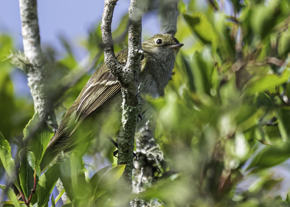 Small-billed Elaenia - ML281334451