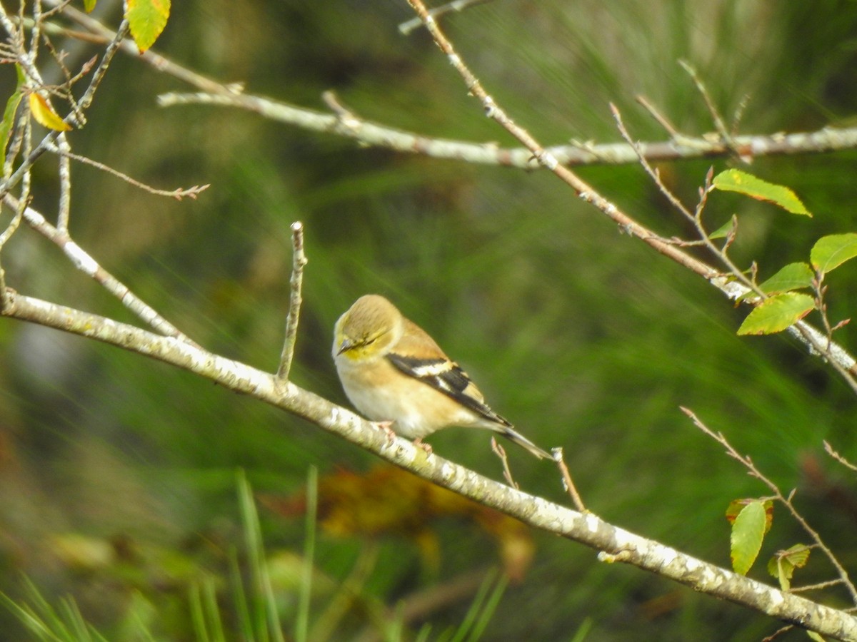 American Goldfinch - ML281335361