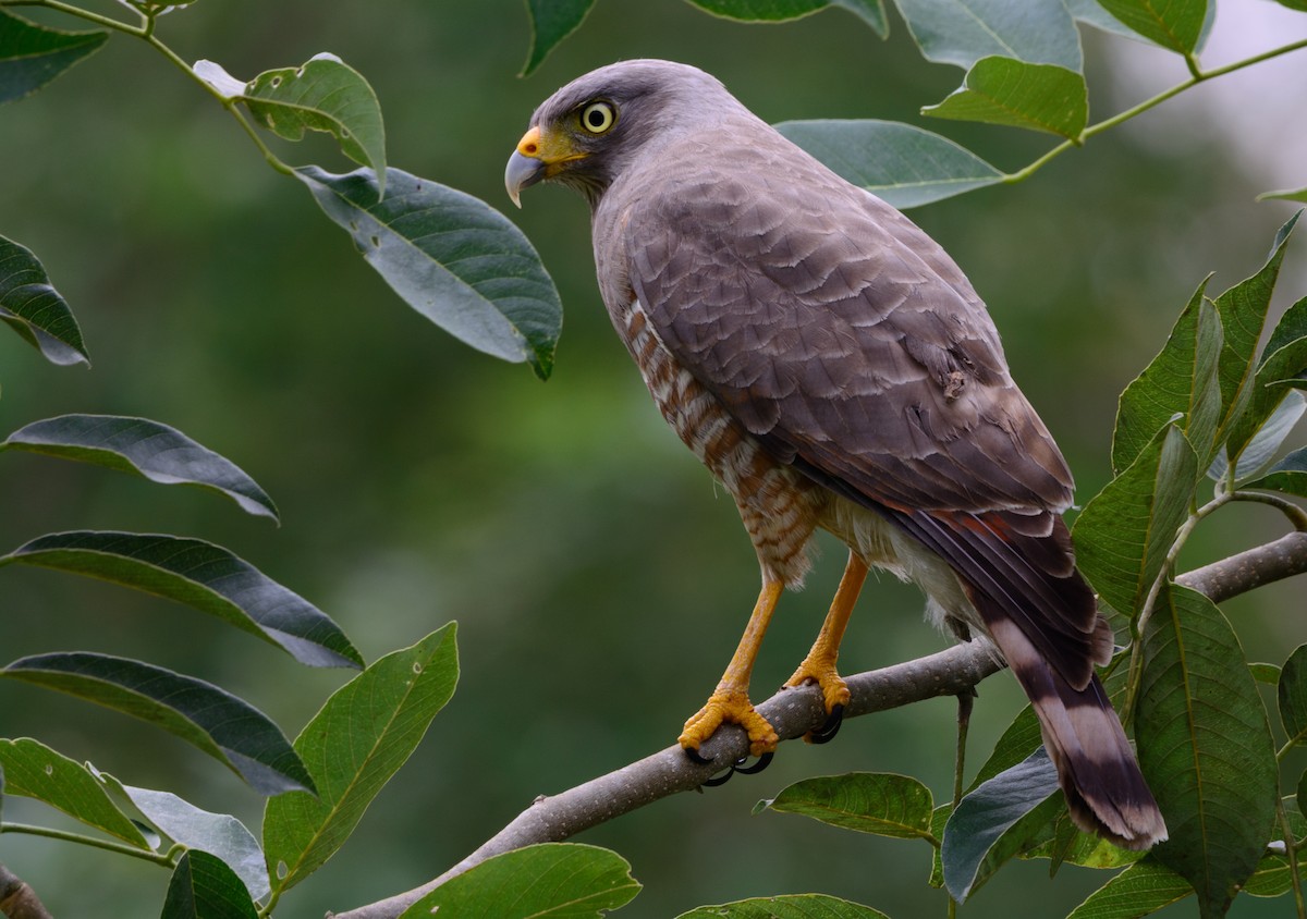 Roadside Hawk - Jonatan David Suruy Medrano