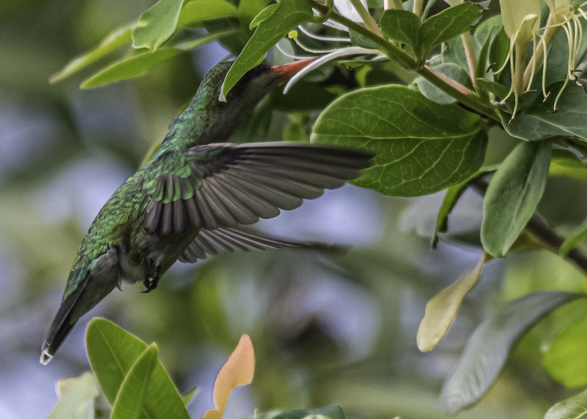 kolibřík lesklobřichý - ML281335481