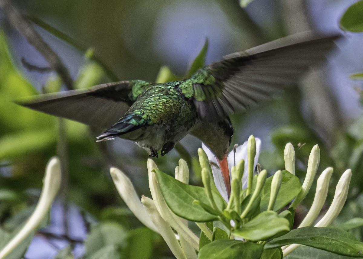 kolibřík lesklobřichý - ML281335491