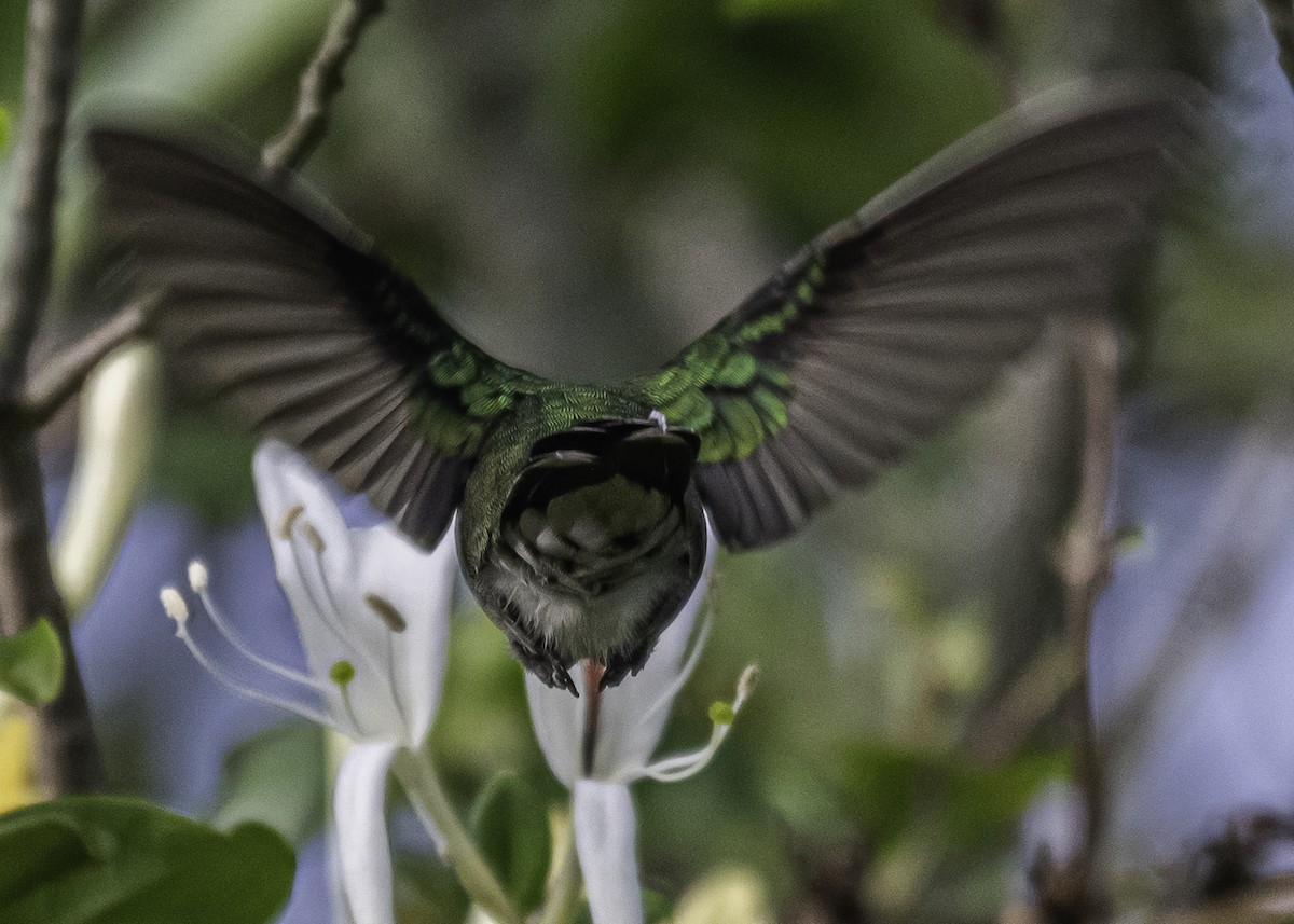 kolibřík lesklobřichý - ML281335511