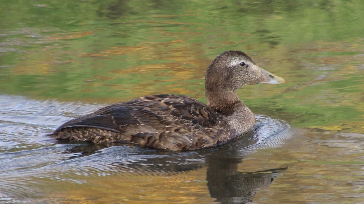 Common Eider - Anonymous