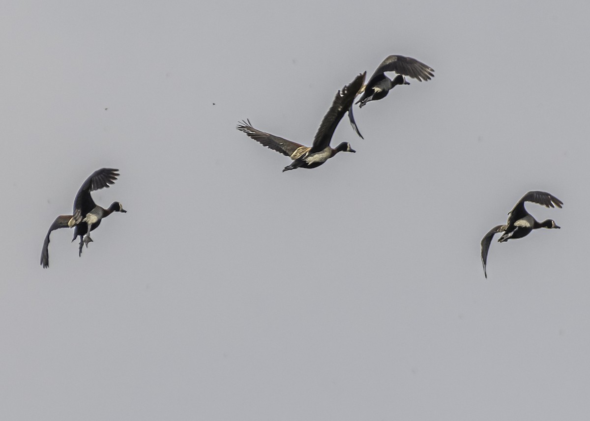 White-faced Whistling-Duck - ML281336291