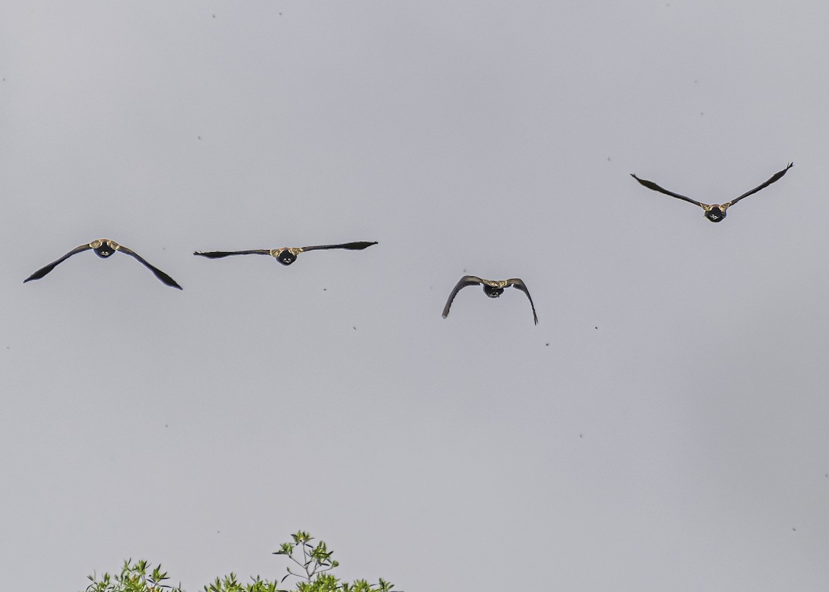 White-faced Whistling-Duck - ML281336331