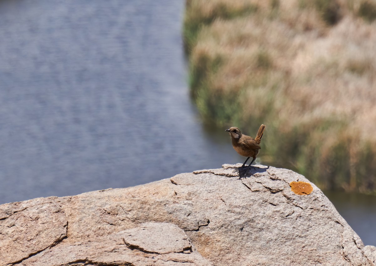 Weißbarttapaculo - ML281336641