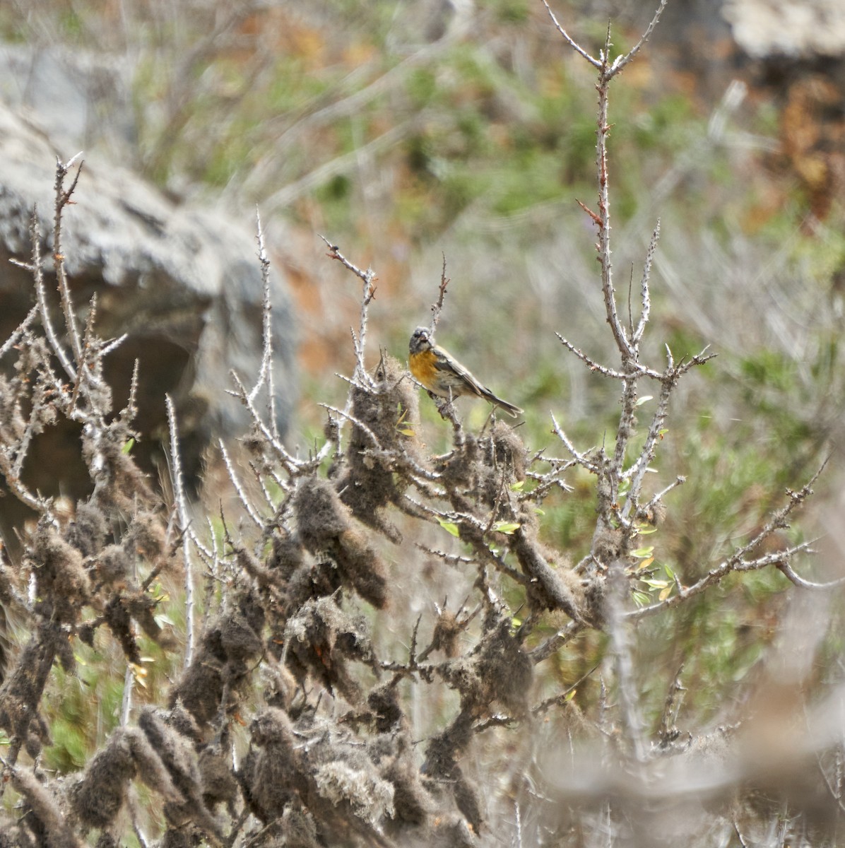 Gray-hooded Sierra Finch - ML281336801