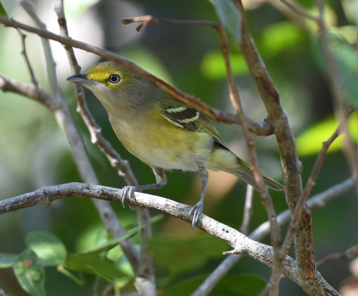 White-eyed Vireo - Bart Scott