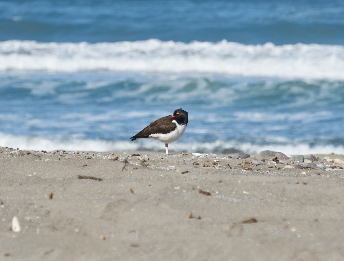 American Oystercatcher - Felipe  Plaza Araya