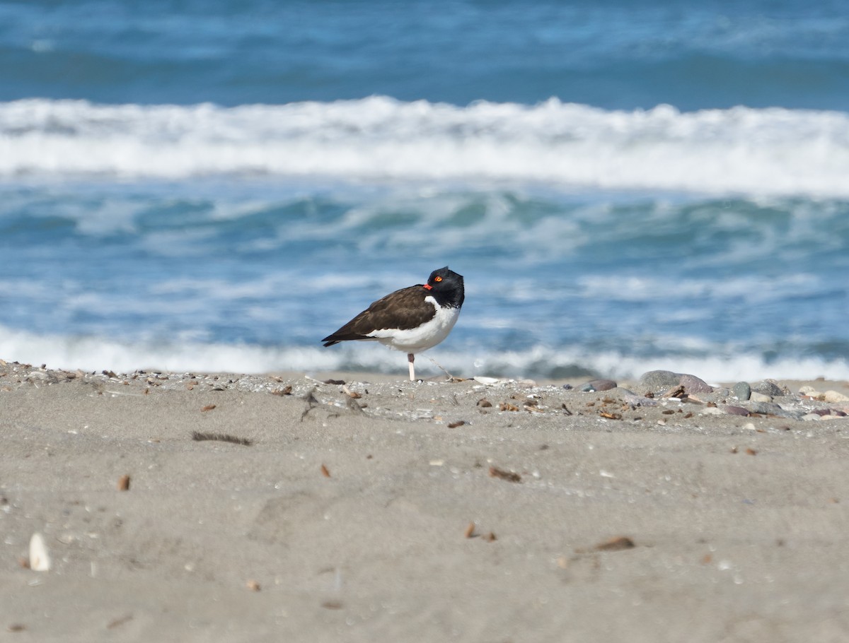 American Oystercatcher - ML281337131