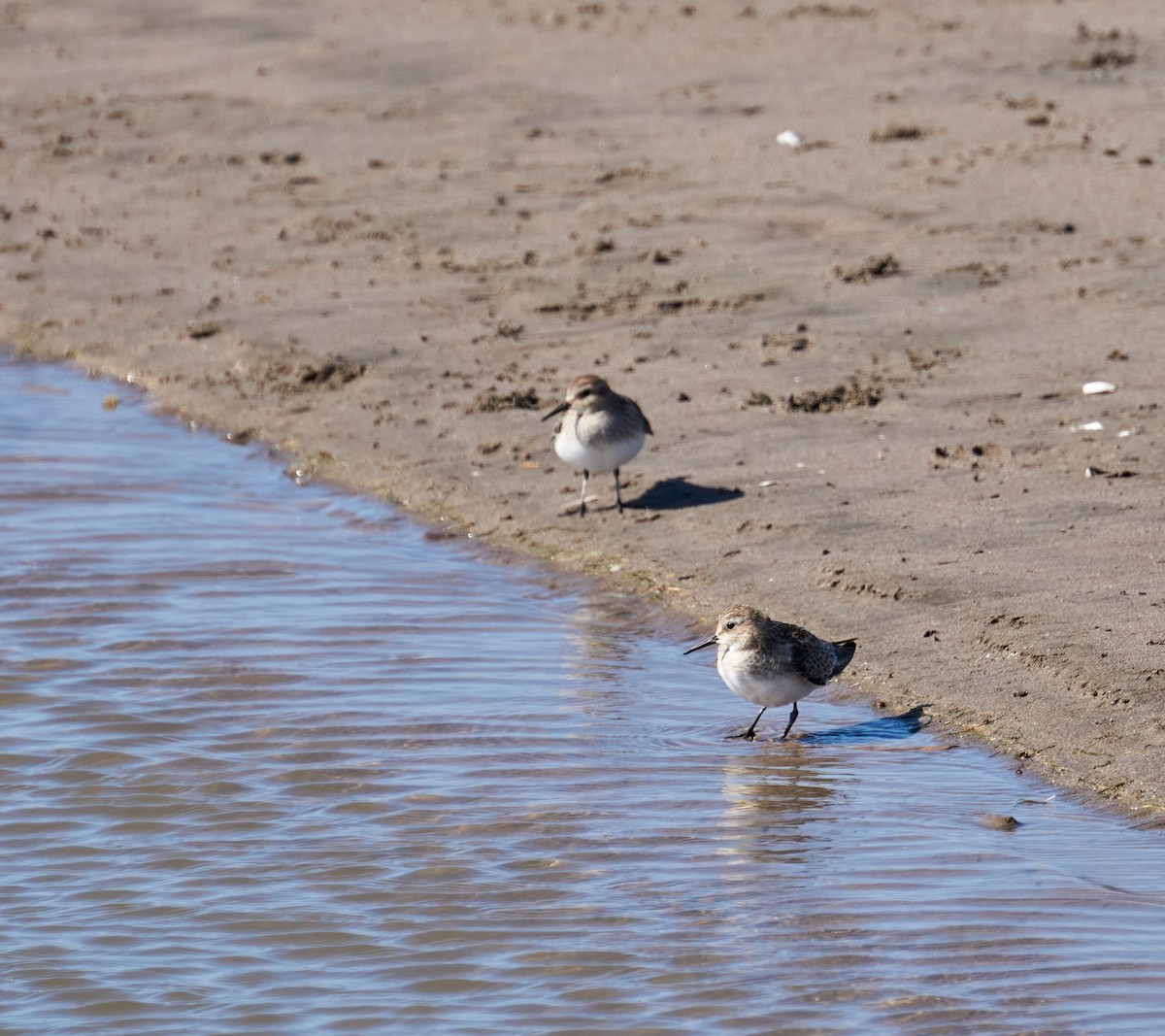 Baird's Sandpiper - Felipe  Plaza Araya