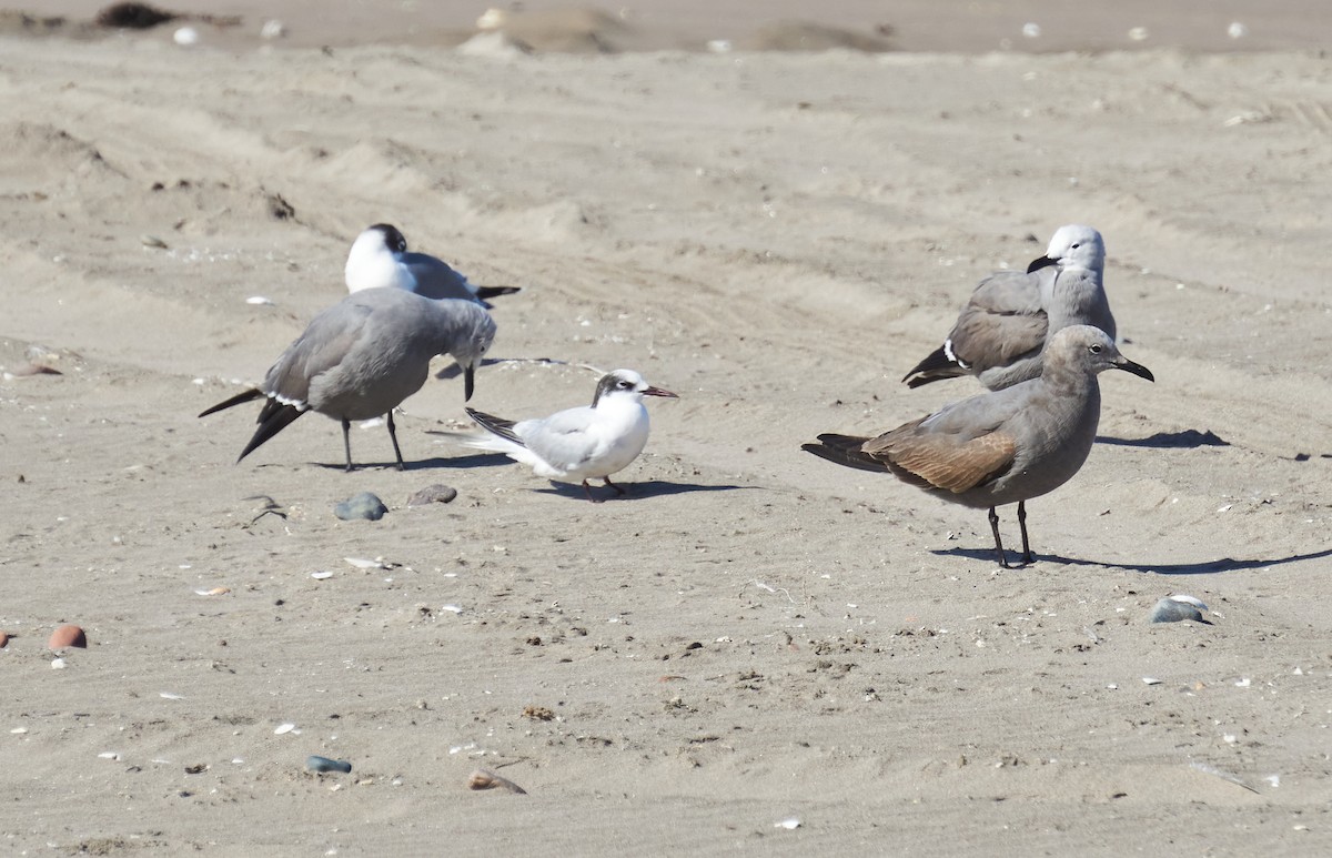 South American Tern - Felipe  Plaza Araya