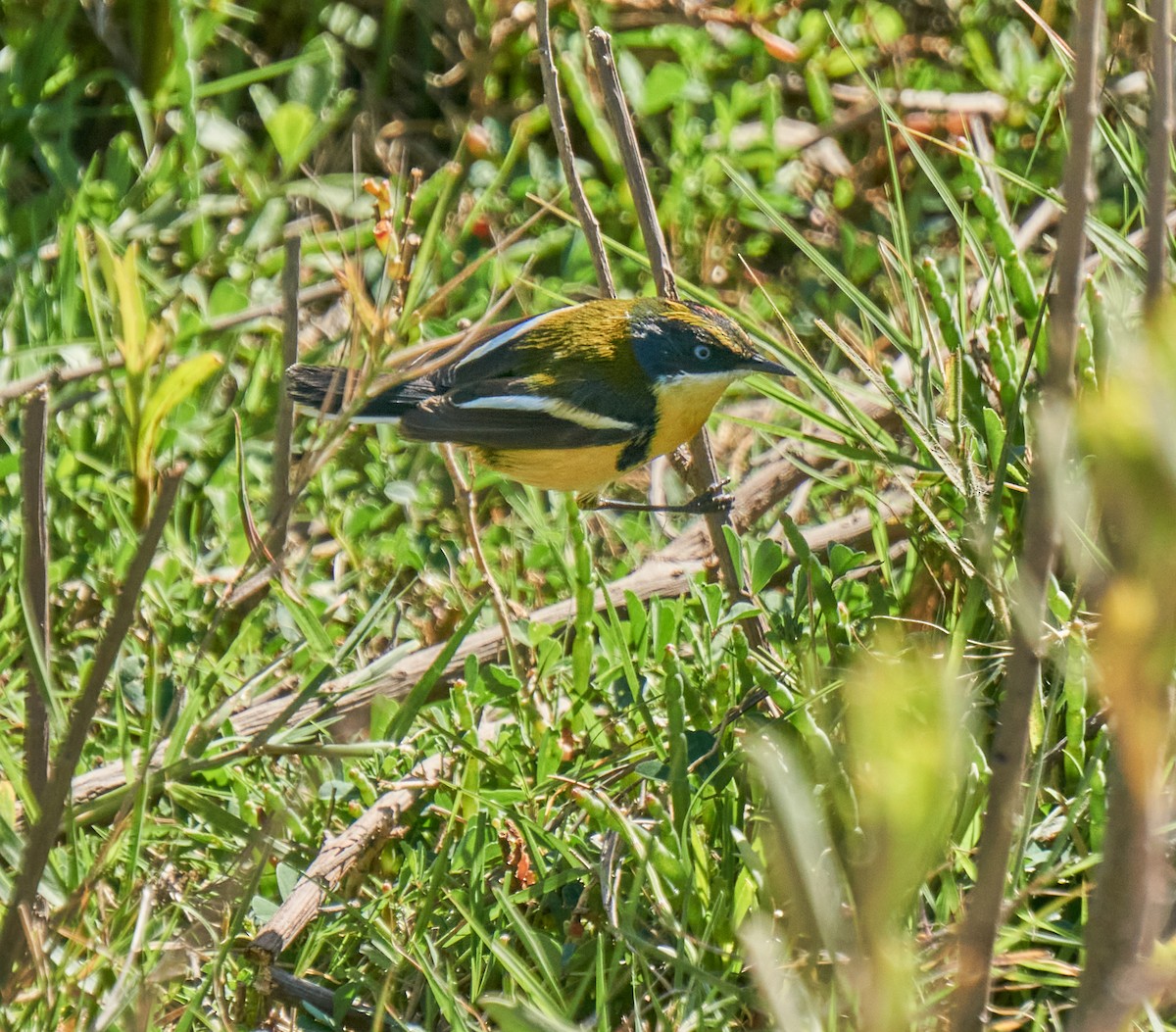 Many-colored Rush Tyrant - Felipe  Plaza Araya