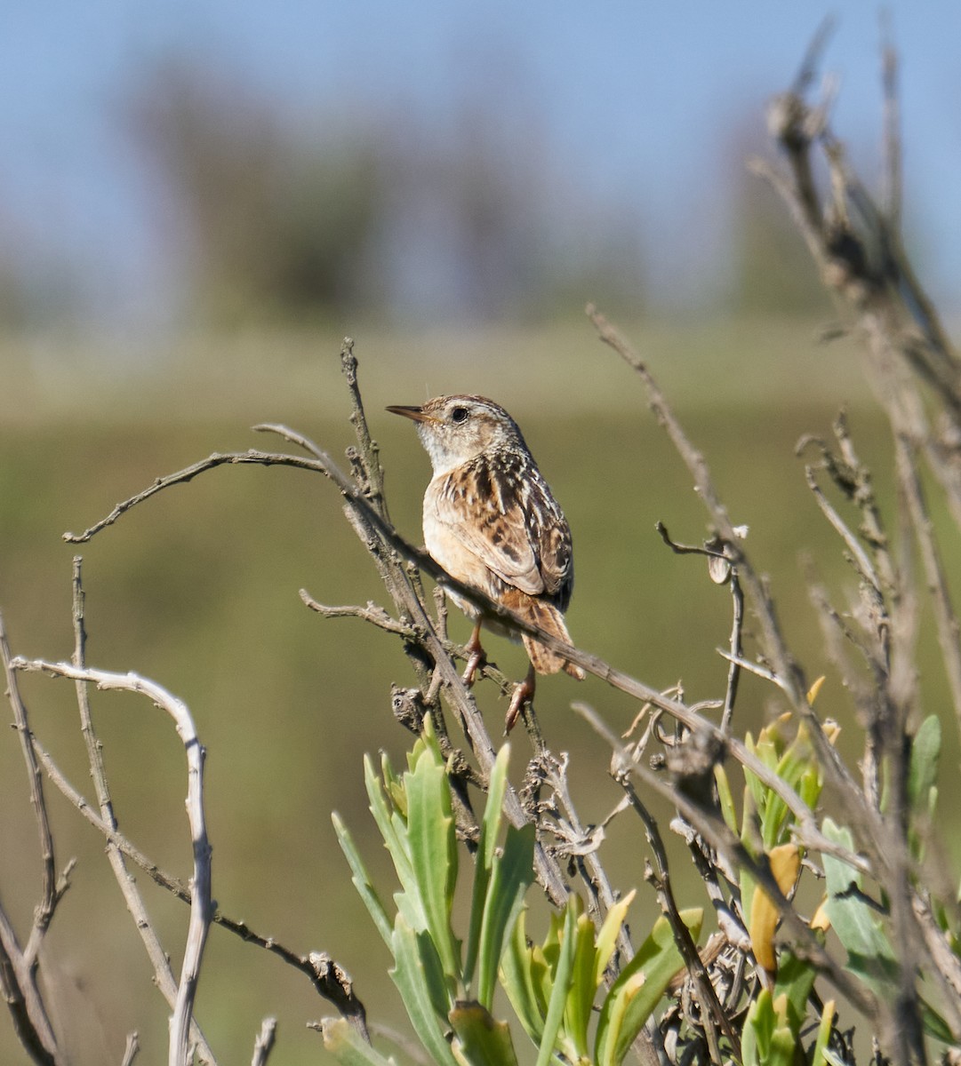 Grass Wren - Felipe  Plaza Araya