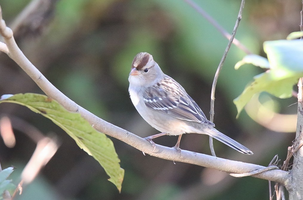 White-crowned Sparrow - Natalie Cavalieri