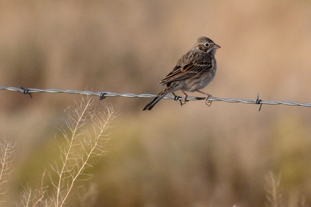 Vesper Sparrow - ML281338631