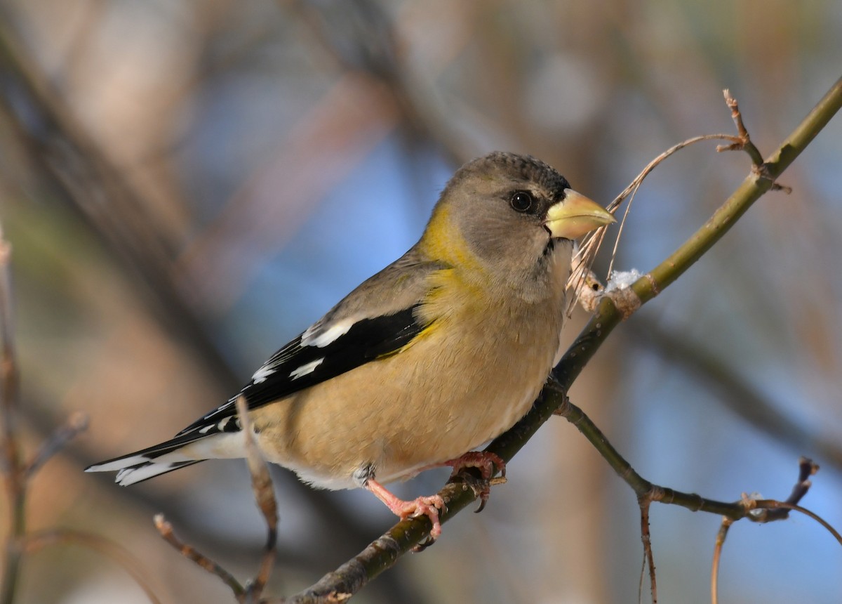 Evening Grosbeak - K. Java