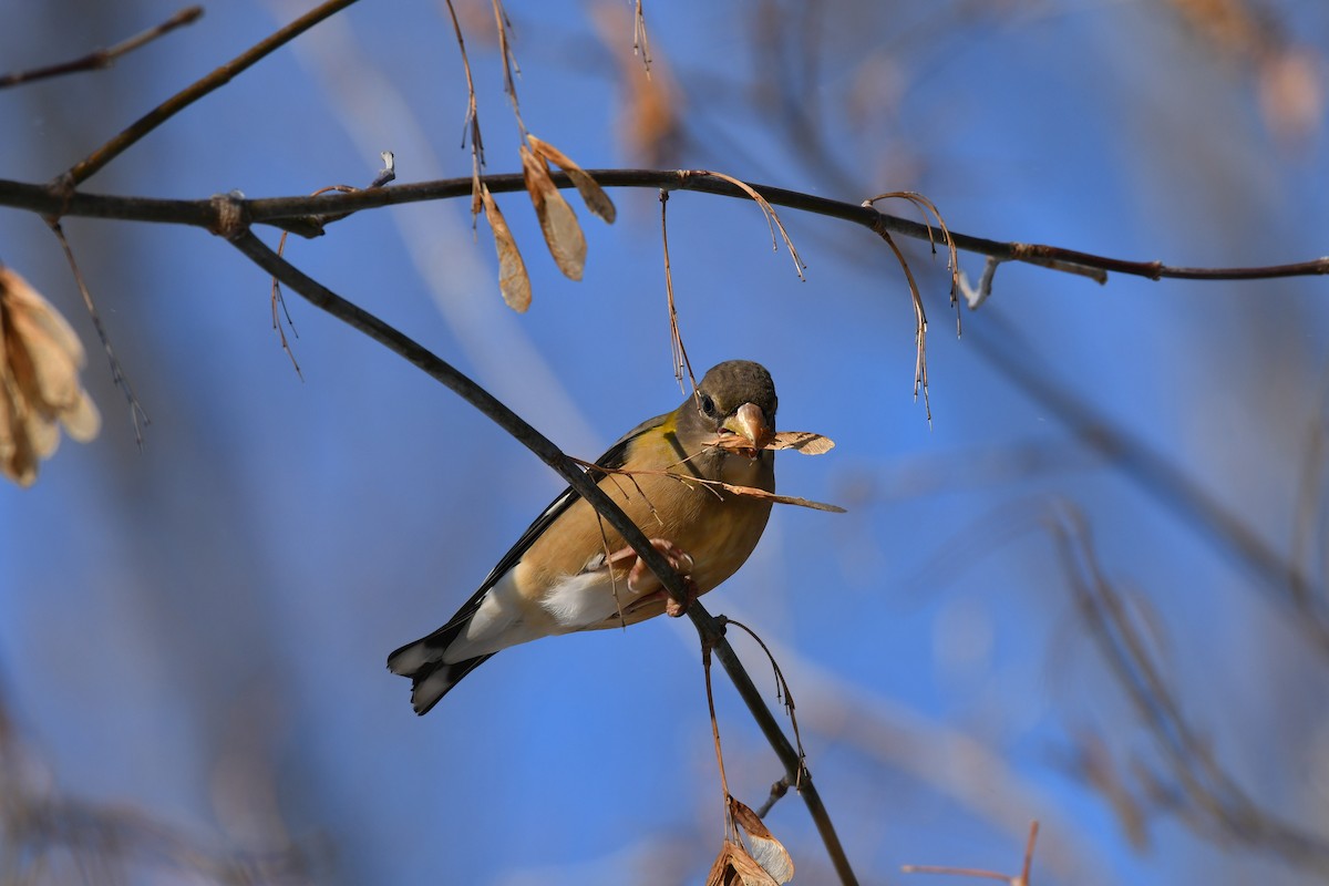 Evening Grosbeak - K. Java