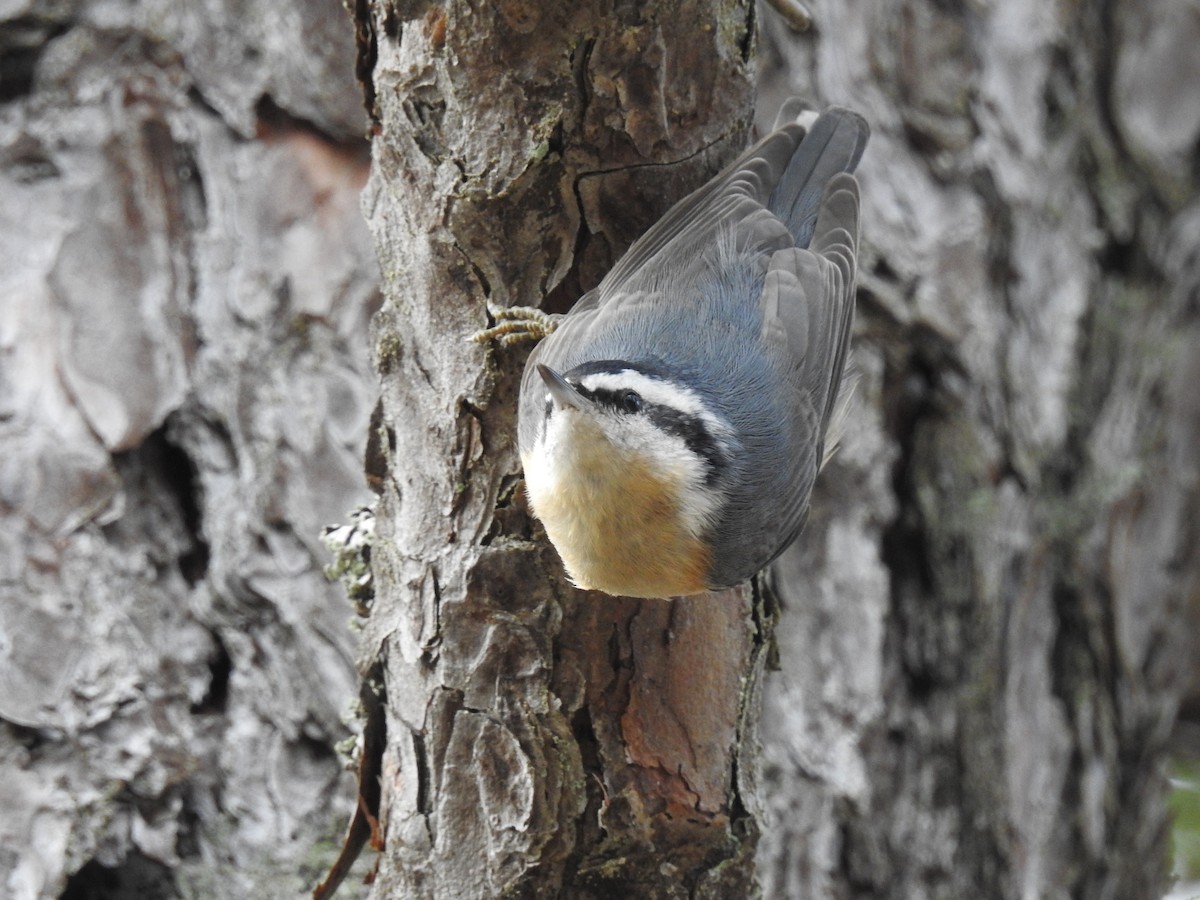 Red-breasted Nuthatch - ML281339791