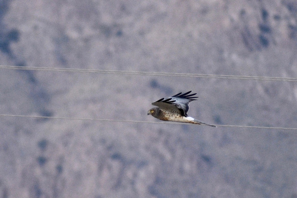 Northern Harrier - Alena Capek