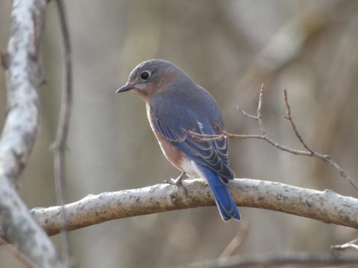 Eastern Bluebird - Darrell Hance