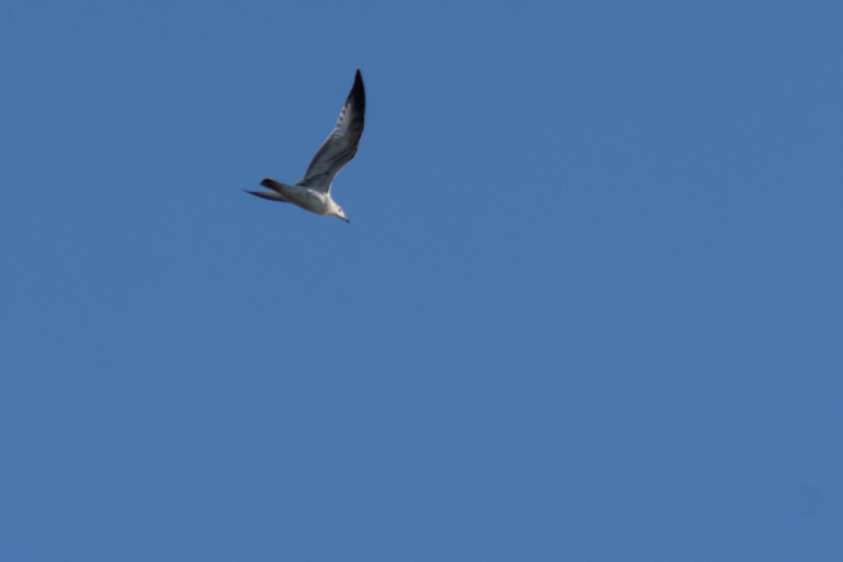 Laughing Gull - ML281344231