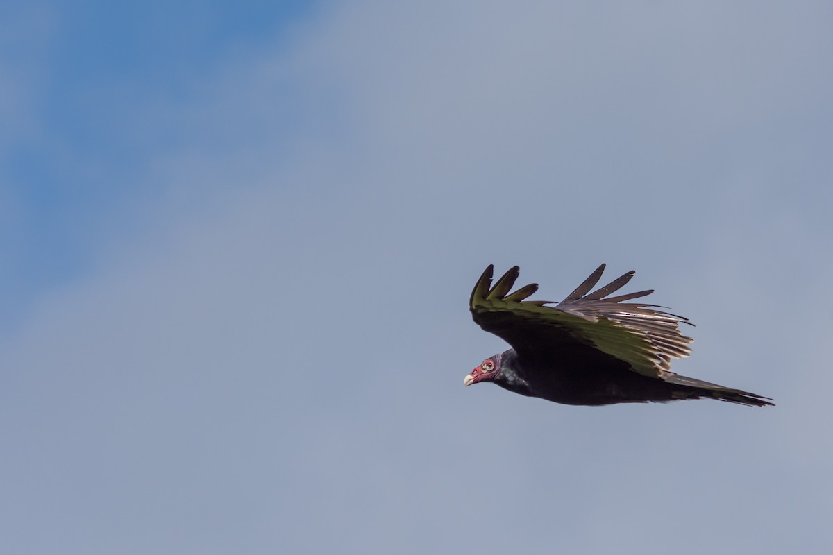 Turkey Vulture - ML281344261