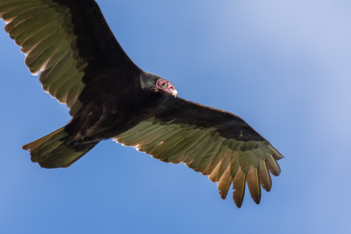 Turkey Vulture - ML281344291