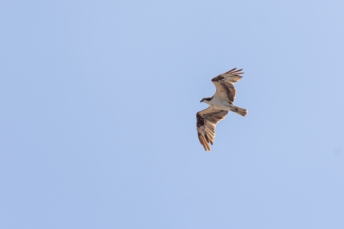 Osprey - ML281344311