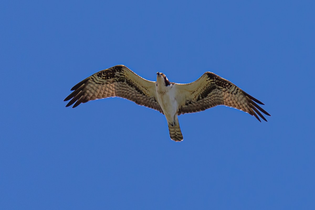 Osprey - ML281344331