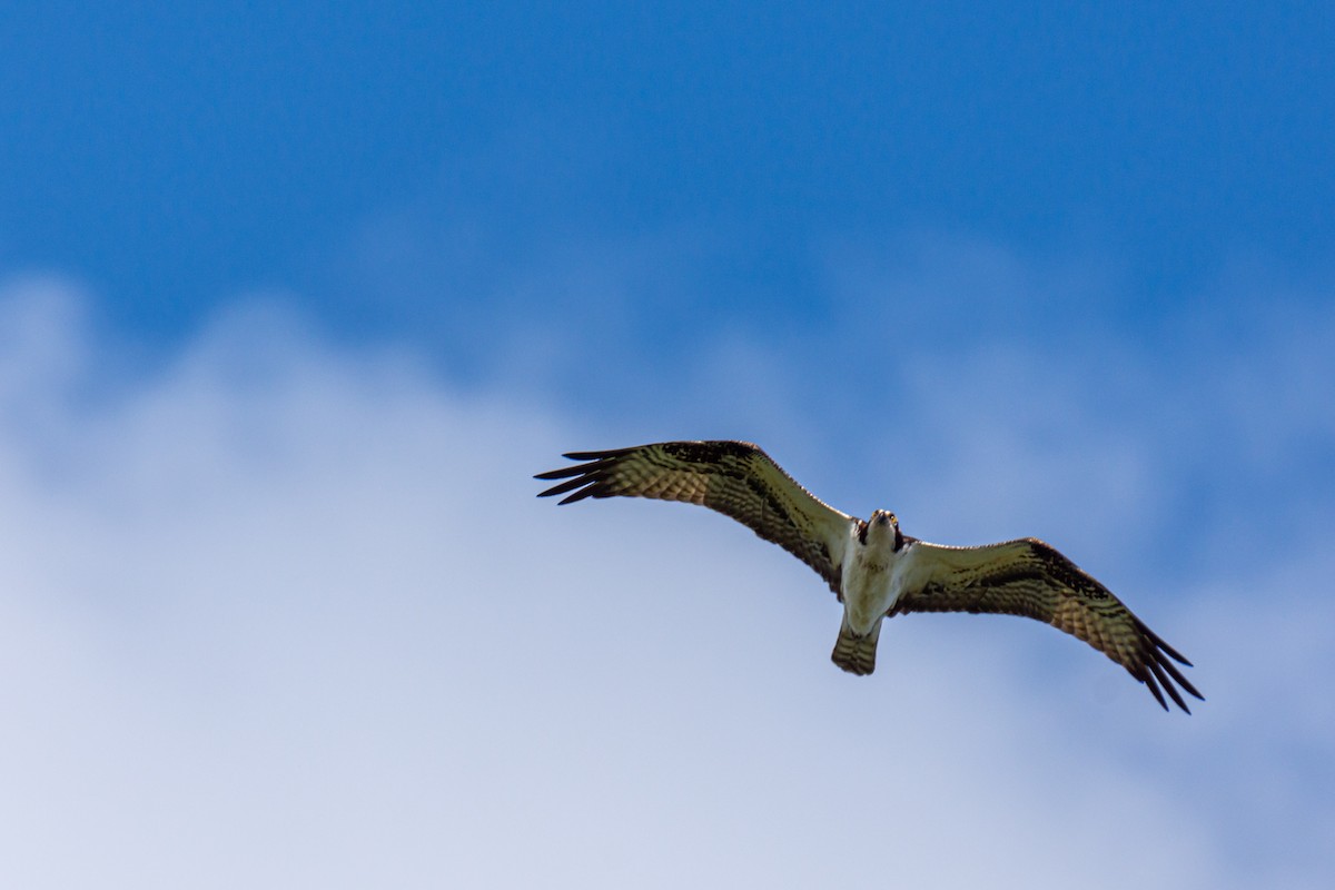 Osprey - ML281344341