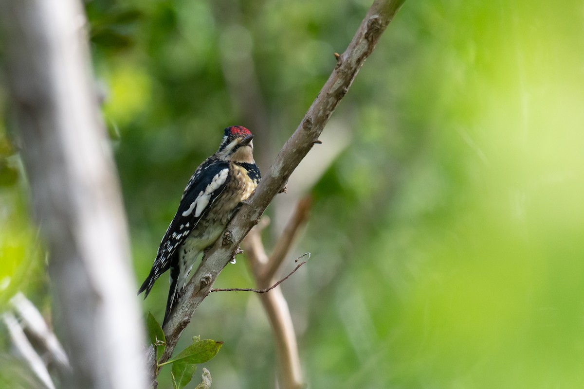 Yellow-bellied Sapsucker - ML281344401