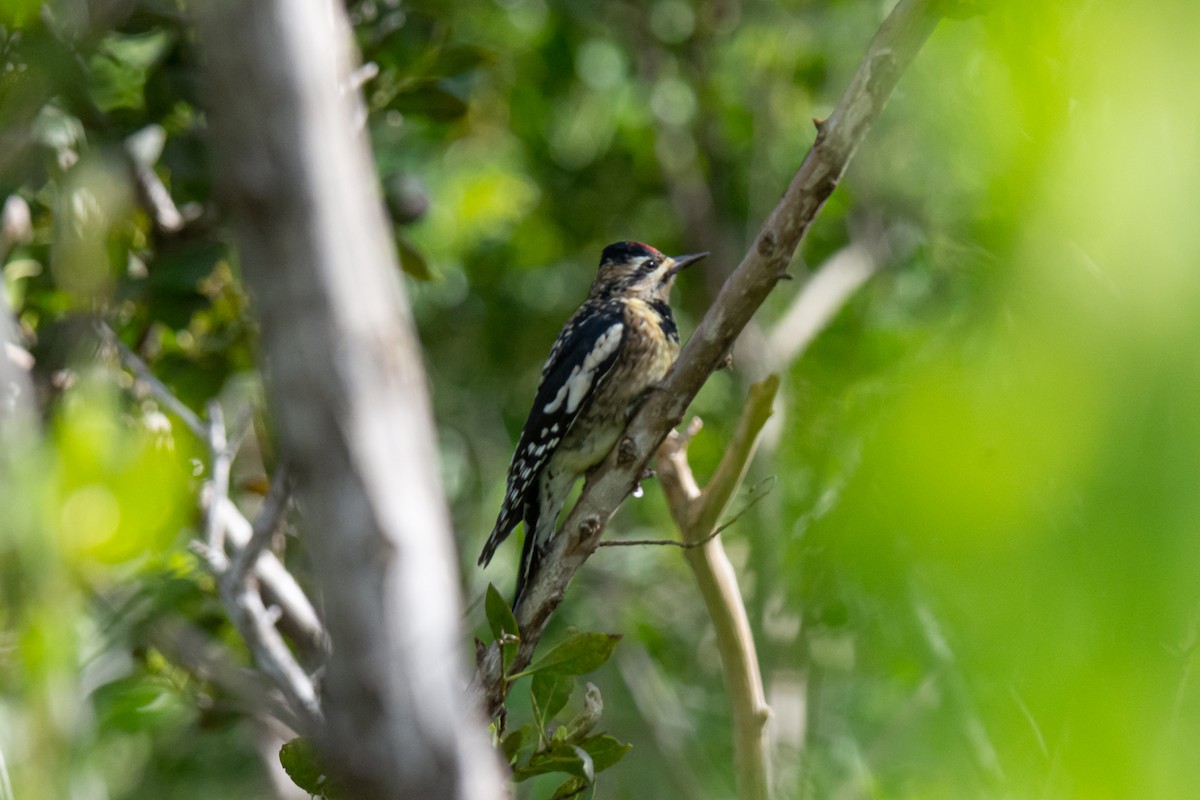 Yellow-bellied Sapsucker - ML281344411